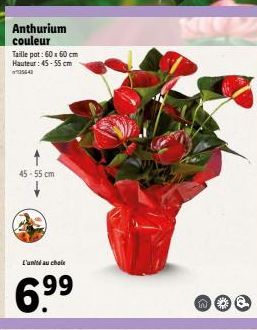 Anthurium couleur  Taille pot: 60x60 cm Hauteur: 45-55 cm 35643  45-55 cm  L'unité au choix  99  KEUZ  29 