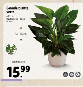 Grande plante verte  a 19 cm  Hauteur: 50-85 cm  170916  50-85 cm  L'unité au choix  15.⁹⁹  W 