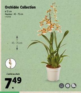 Orchidée Collection  = 12 cm  Hauteur: 45-75 cm  62704  45-75 cm  L'unité au chole  74⁹  49  n 