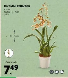 orchidée collection  = 12 cm  hauteur: 45-75 cm  62704  45-75 cm  l'unité au chole  74⁹  49  n 