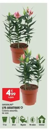 499  la plante  gardenline lys asiatique o  coloris assortis. fat g020  17 cm  any  40 cm  reg  1-onbine iintinut 