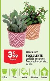 399  La plate  14,5cm  15cm  GARDENLINE SUCCULENTE Variétés assorties. Avec cache-pot zinc. M2731  Madri Mit 