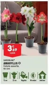 gardenline  amaryllis o  3%9  la plat  coloris assortis. 0240  12cm  22 cm regulier montre  interieur 