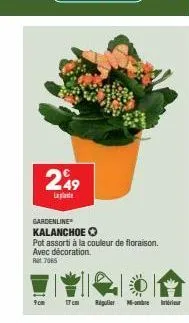 249  laplante  gardenline  kalanchoe o  pot assorti à la couleur de floraison. avec décoration. at 7065  9cm  17 cm regulier m-ombre intérieur 