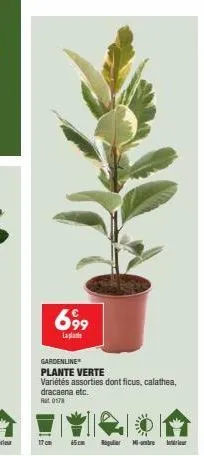 699  laplan  gardenline  plante verte  variétés assorties dont ficus, calathea, dracaena etc.  rt.0178  17cm 65cm regulier mi-e 