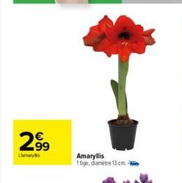 N  2⁹⁹9  99  Lamarys  Amaryllis 1tige, diamètre 13 cm 