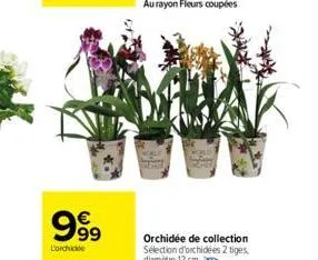 999  lorchide  orchidée de collection sélection d'orchidées 2 tiges, diamètre 12 cm 