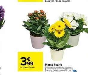 399  la plantefleurie  plante fleurie différentes variétés au choix. dans gobelet coloré 12 cm. 