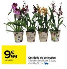 999  Lorchidée  Orchidée de collection Sélection d'orchidées 2 tiges,  diamètre 12 cm 