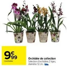 999  lorchidée  orchidée de collection sélection d'orchidées 2 tiges,  diamètre 12 cm 