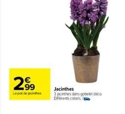 299  lepot de jacinthes  jacinthes 3 jacinthes dans gobelet déco différents coloris 