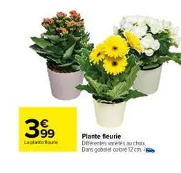 39⁹9  la plante flourie  plante fleurie différentes variétés au choix. dans gobelet coloré 12 cm 