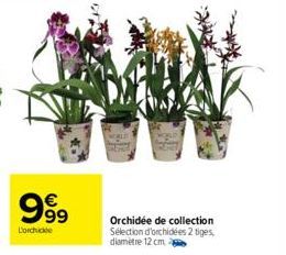 999  Lorchide  Orchidée de collection Sélection d'orchidées 2 tiges, diamètre 12 cm 