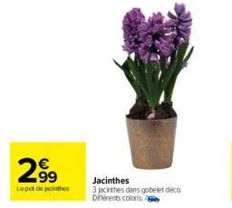 2.99  lepot de jacinthes  jacinthes  3 jacinthes dans gobelet déco différents coloris 