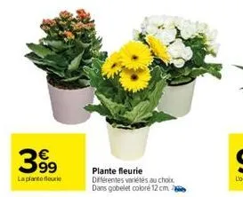 399  la plantefleurie  plante fleurie différentes variétés au choix. dans gobelet coloré 12 cm. 