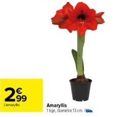 N  2⁹⁹9  99  Lamarys  Amaryllis 1tige, diamètre 13 cm 