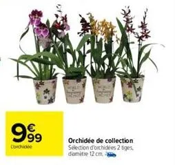 999  lorchide  orchidée de collection sélection d'orchidées 2 tiges, diamètre 12 cm 