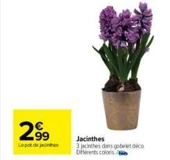 2.99  lepot de jacinthes  jacinthes  3 jacinthes dans gobelet déco différents coloris 