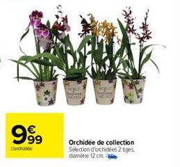 999  Lorchidée  Orchidée de collection Sélection d'orchidées 2 tiges,  diamètre 12 cm 