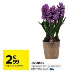 299  Lepot de jacinthes  Jacinthes 3 jacinthes dans gobelet déco Différents coloris 