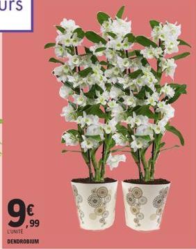 € ,99  L'UNITE  DENDROBIUM 