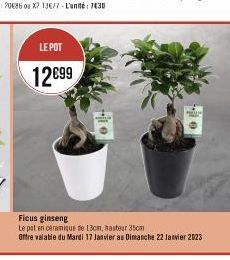 LE POT  12699  PEU  Ficus ginseng  Le pat en caramique de 13cm, hastear 35cm  Offre valable du Mardi 17 Janvier au Dimanche 22 Janvier 2023 