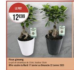 LE POT  12€99  MODUL  Ficus ginseng  Le pot en céramique de 13cm, hastear 35cm  Offre valable du Mardi 17 Janvier as Dimanche 22 Janvier 2023 