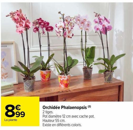 Orchidée Phalaenopsis 