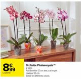 Orchidée Phalaenopsis  offre à 8,99€ sur Carrefour Market
