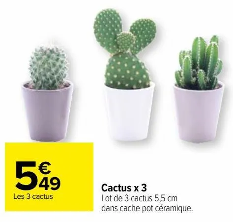cactus x 3