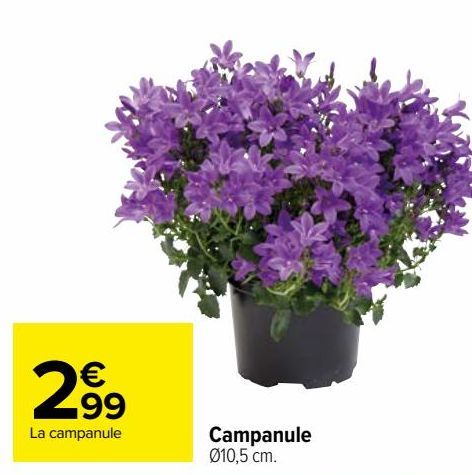 Campanule 