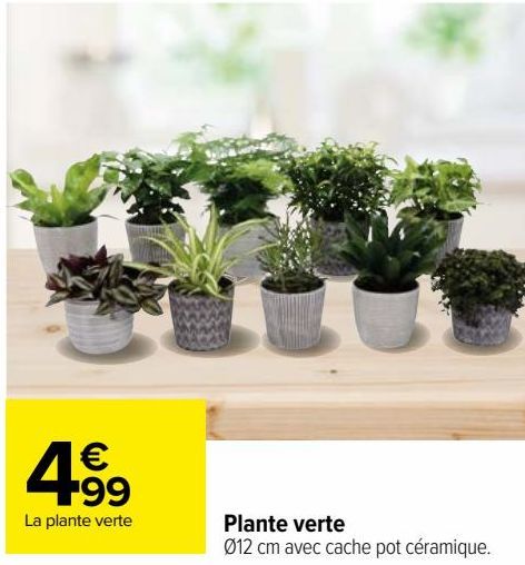 Plante verte 