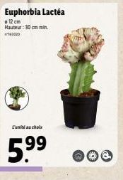 Euphorbia Lactéa  12 cm Hauteur: 30 cm min. 163020  L'unité au choix  5.⁹9  99  W 