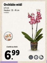 Orchidée midi  09cm Hauteur: 35-45 cm -147512  L'unité au choix  6.9⁹9⁹  no@ 