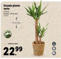 Grande plante verte  a 24 cm Hauteur: 70 cm min. 15  70 cm min  L'unité au choix  22.⁹⁹  99  ✪O 