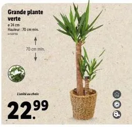 grande plante verte  a 24 cm hauteur: 70 cm min. 15  70 cm min  l'unité au choix  22.⁹⁹  99  ✪o 