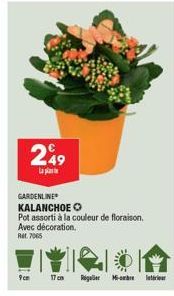 249  La  GARDENLINE  KALANCHOE O  Pot assorti à la couleur de floraison. Avec décoration. Ret 7065  9cm  17 cm Regaller Mi-ombre latérieur 