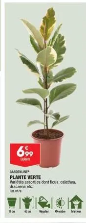 699  la plate  gardenline  plante verte variétés assorties dont ficus, calathea, dracaena etc. rt.0178  17 cm  45 cm  rigler -  intérieur 