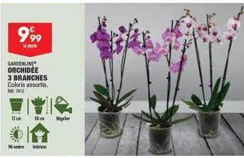 999  la plante  gardenline orchidée  3 branches coloris assortis.  p 7412  m- 12cm ston monster  br 