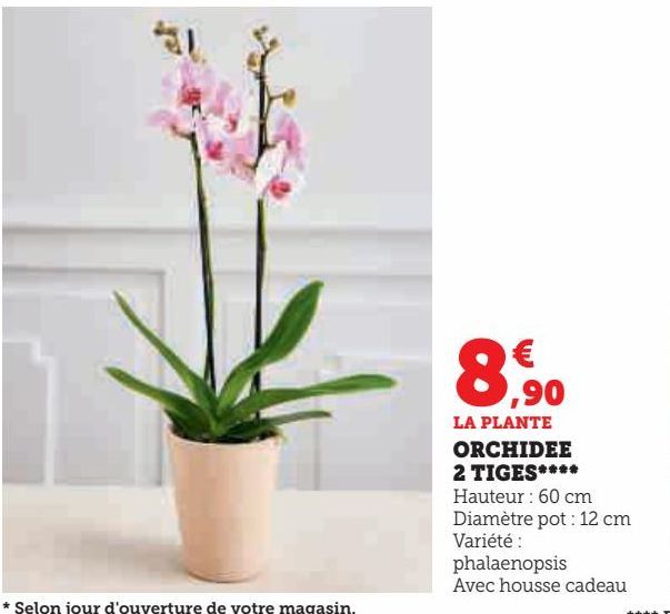 ORCHIDEE 2 TIGES ****