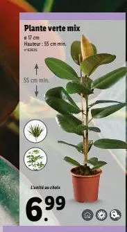 plante verte mix  17 cm hauteur: 55 cm min ex  55 cm min.  l'unité au chois  6.9⁹9⁹  n 
