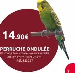 14.90€  perruche ondulée  plumage très coloré, mesure à taille adulte entre 18 et 25 cm.  réf. 333227  7 