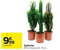 999  l'euphorbe  piss  euphorbe  017 cm. hauteur 60-70 cm 