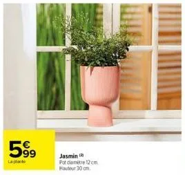 599  la plante  jasmin (2)  pot demètre 12cm hauteur 30 cm. 