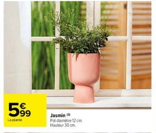 599  La plante  Jasmin Pot diamètre 12 cm Hauteur 30 cm. 