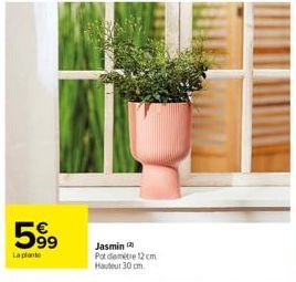 599  La plante  Jasmin (2)  Pot demètre 12cm Hauteur 30 cm. 