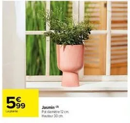 599  la plante  jasmin (2)  pot demètre 12cm hauteur 30 cm. 