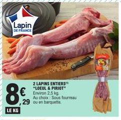 lapin 