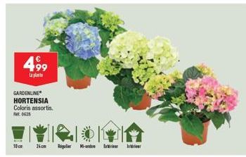 GARDENLINE HORTENSIA  10cm  499  La plat  Coloris assortis.  0628  24cm Riglandnefenue Intriour 