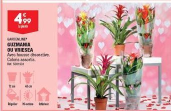 499  la plante  GARDENLINE GUZMANIA  12 cm  OU VRIESEA Avec housse décorative. Coloris assortis. 5001931  40cm  Regalir Mentre l 